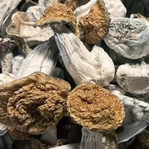 Penis Envy Magic Mushroom kaufen